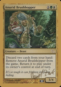 Anurid Brushhopper